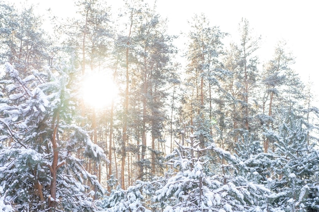 松林の雪の冬の風景。自然の中で美しい風景