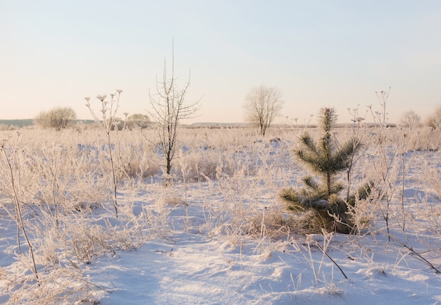 Winter landscape in snow