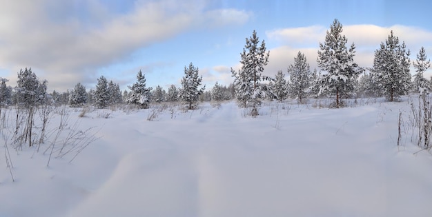 Winter landscape of a snowcovered field with young Christmas trees 304