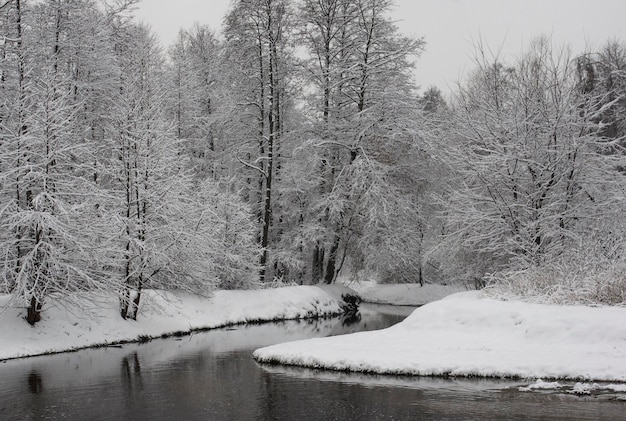 Winter landscape Snowcovered trees in the park Kuzminki in Moscow