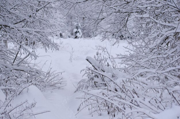 白い森の冬の風景雪道。凍るような冬の森の道
