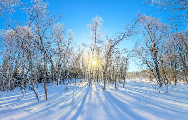 冬の風景 雪に覆われた森と本物の太陽 手付かずの雪がきらめく 木々は霜で覆われています 雪に覆われた冬の風景