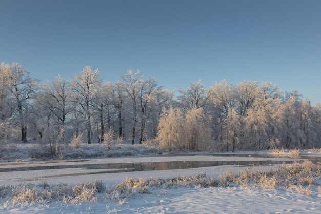 Winter landscape snowy nature new year39s forest