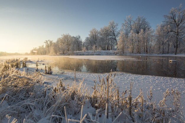 Winter landscape snowy nature new year39s forest