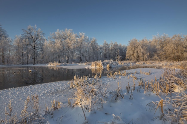 Winter landscape snowy nature new year39s forest