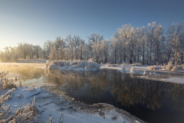 Winter landscape snowy nature new year39s forest