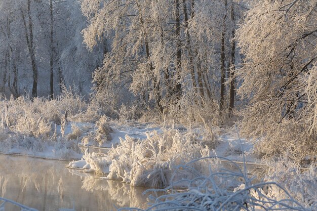 Зимний пейзаж снежная природа новый год39 лес