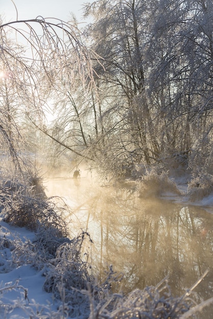 冬の風景 雪に覆われた 自然 新年 森