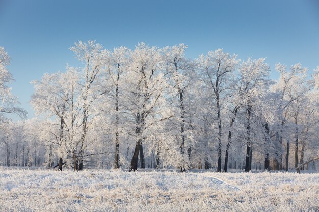 冬の風景 雪に覆われた 自然 新年 森