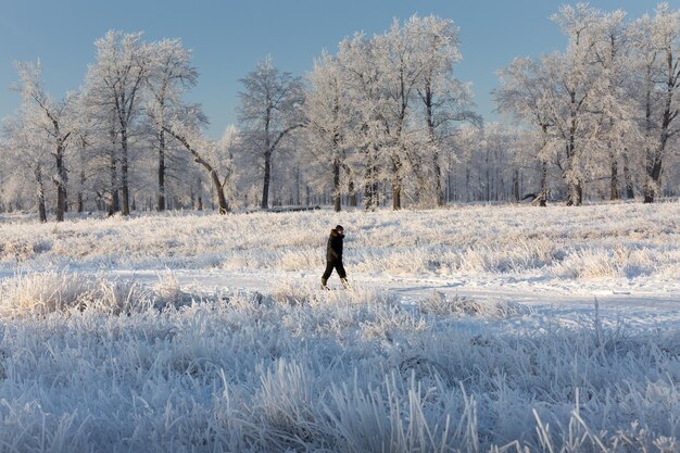 冬の風景 雪に覆われた 自然 新年 森