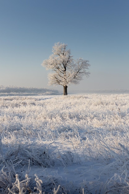 Winter landscape snowy nature new year39s forest