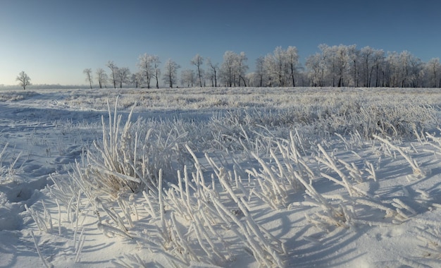 冬の風景 雪に覆われた 自然 新年 森