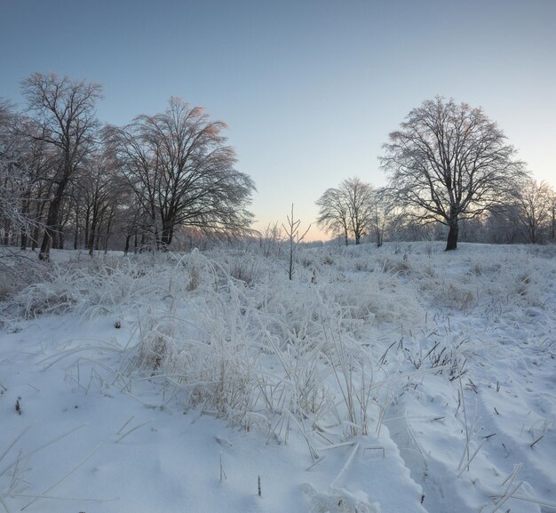 Winter landscape snowy nature new year39s forest