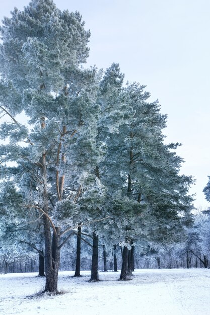 カラフルな空を背景に雪に覆われた木の枝の冬の風景