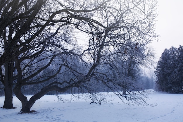 Winter landscape of snowy tree