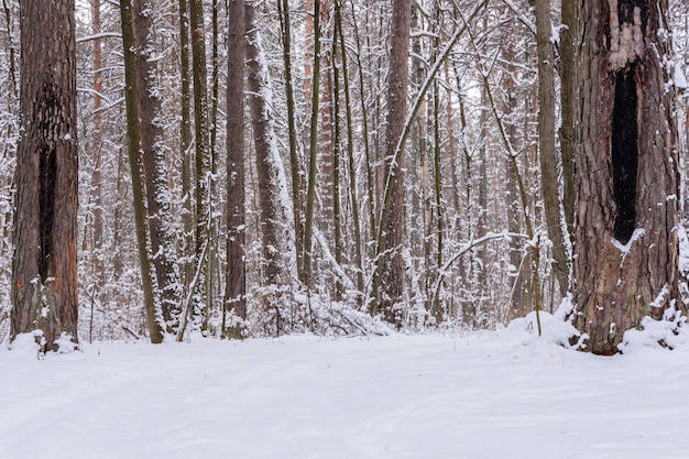 Winter landscape. Snowy trees, frost, big snowdrifts and snowfall. Snow panorama.