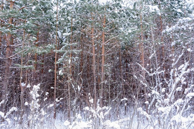 冬の風景。雪に覆われた木々、霜、大きな雪の吹きだまり、降雪。雪のパノラマ。
