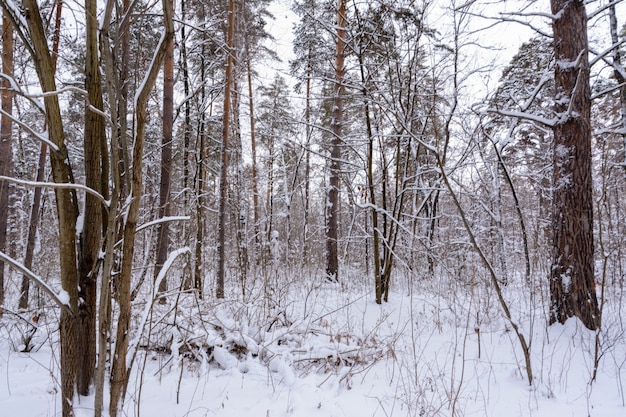 Winter landscape. Snowy trees, frost, big snowdrifts and snowfall. Snow panorama.