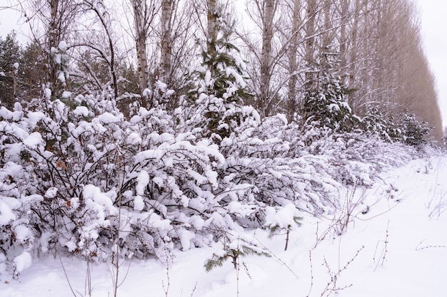 冬の風景。雪に覆われた木々、霜、大きな雪の吹きだまり、降雪。雪のパノラマ。