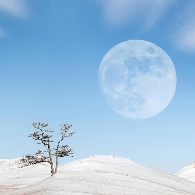 Winter landscape in the style of minimalism Lonely tree snowy hills against the blue sky with clouds and moon Square image