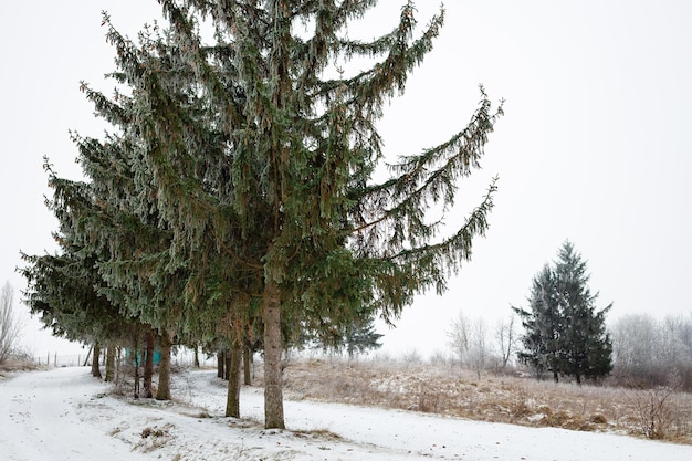 전경에 있는 세 개의 키 큰 크리스마스 트리와 눈 덮인 숲의 겨울 풍경