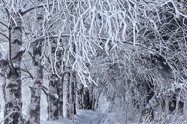 winter landscape trees covered with hoarfrost