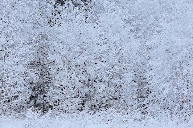 winter landscape trees covered with hoarfrost