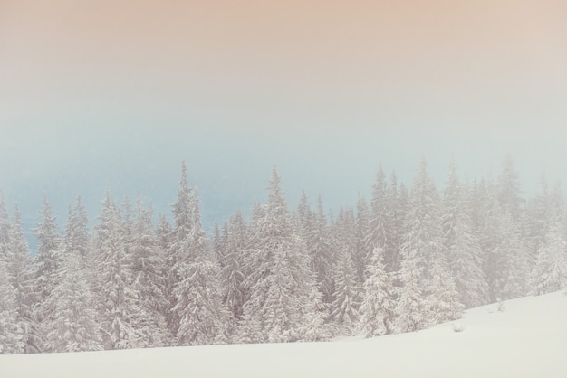 Alberi del paesaggio di inverno in gelo e nebbia