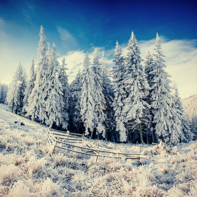 Winter landscape trees in frost