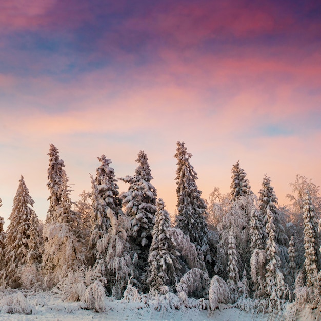 Winter landscape trees in frost