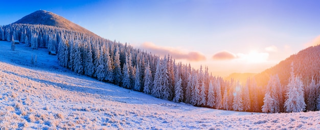 Winter landscape trees in frost