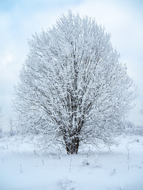 雪の中の冬の風景の木