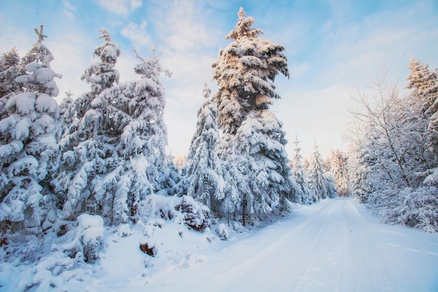 Winter landscape trees in snow