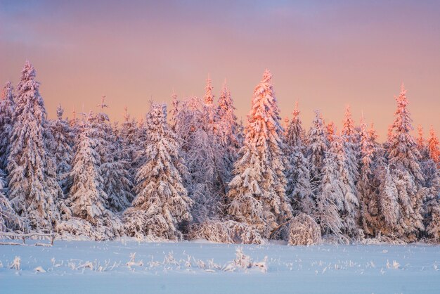 Winter landscape trees in snow