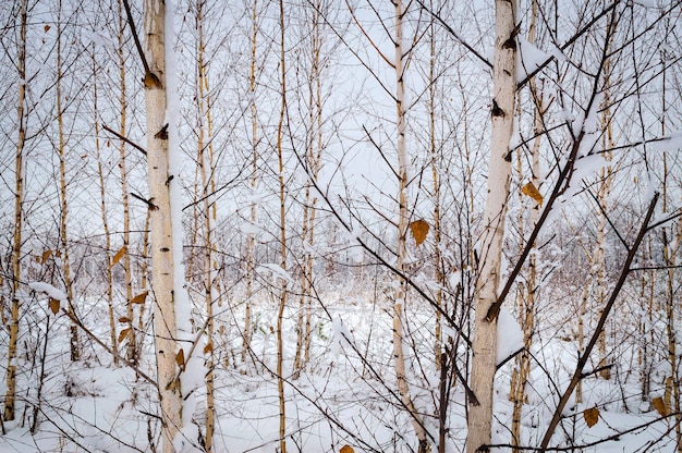 Winter landscape, trees in the snow