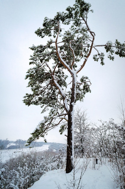 冬の風景、雪の木