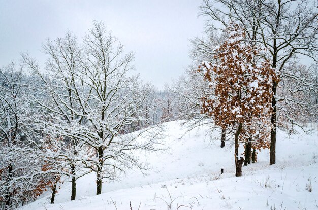겨울 풍경, 눈 속에서 나무