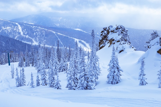 Foto paesaggio invernale, alberi nella neve