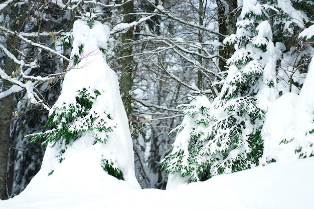 Winter landscape Trees and spruce in the snow