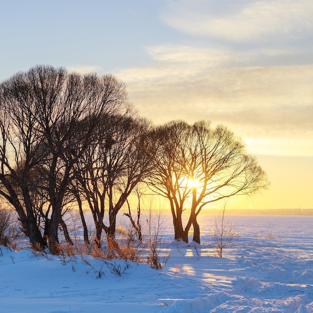 Деревья зимнего пейзажа на закате солнечный свет сияет сквозь ветви