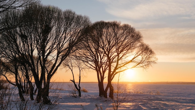 Alberi del paesaggio invernale al tramonto la luce del sole splende attraverso i rami