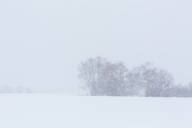 Winter landscape. Trees without foliage in a field covered with snow.