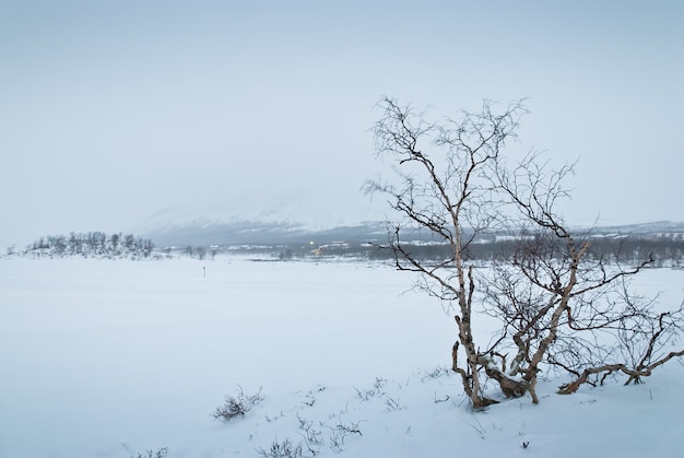 Winter landscape of the tundra