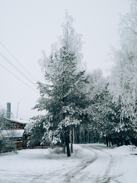 Зимний пейзаж в деревне