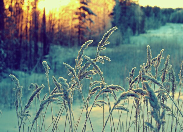 Winter landscape.Winter beauty scene