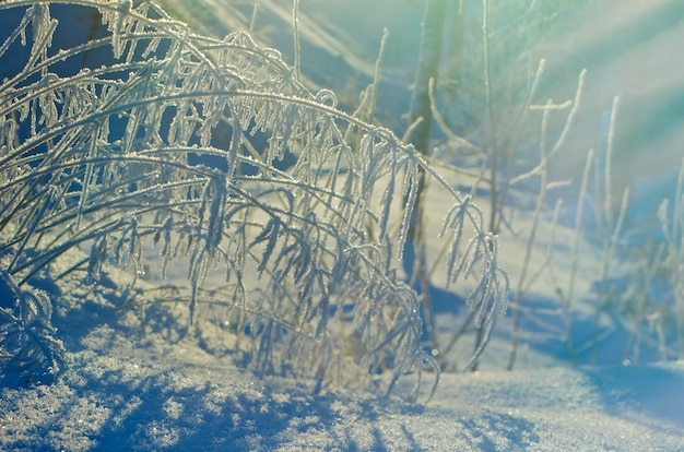 Winter landscape.Winter beauty scene