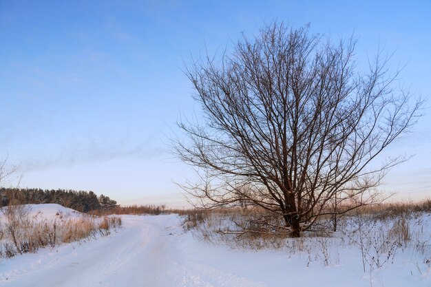 冬の風景。冬の田舎道。雪の中の車の痕跡。森を背景に枝が広い木。