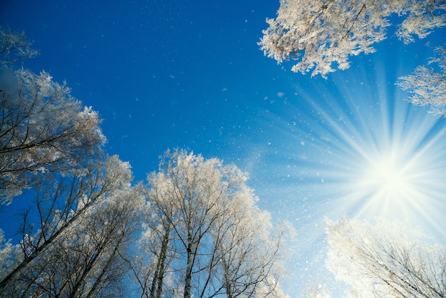 冬の風景 - 明るい日差しの下、霜降りの木々のあるウインターフォレストの自然