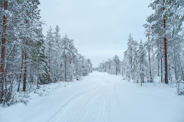 겨울 풍경. 눈 덮인 숲을 통해 겨울 도로