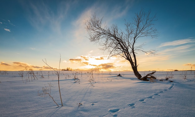 Winter landscape with bare tree in field at sunset